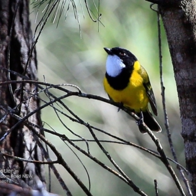 Pachycephala pectoralis (Golden Whistler) at Morton National Park - 3 May 2017 by CharlesDove