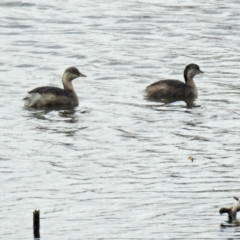 Poliocephalus poliocephalus (Hoary-headed Grebe) at Jerrabomberra Wetlands - 29 May 2018 by RodDeb