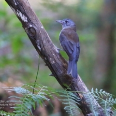 Colluricincla harmonica (Grey Shrikethrush) at Coomee Nulunga Cultural Walking Track - 1 May 2017 by Charles Dove