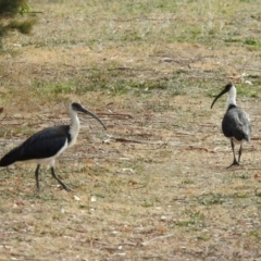 Threskiornis spinicollis (Straw-necked Ibis) at Fyshwick, ACT - 29 May 2018 by RodDeb