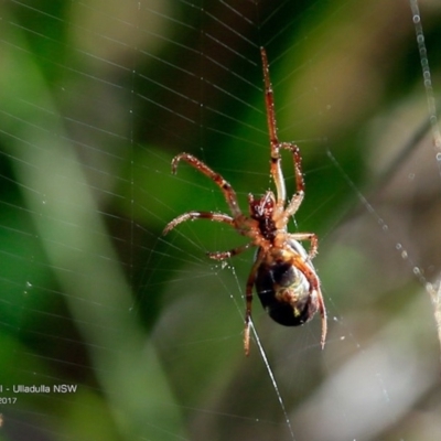 Unidentified Spider (Araneae) at Ulladulla Reserves Bushcare - 30 Apr 2017 by CharlesDove