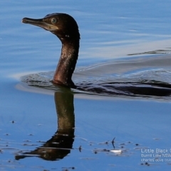 Phalacrocorax sulcirostris (Little Black Cormorant) at Wairo Beach and Dolphin Point - 1 May 2017 by Charles Dove