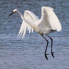 Egretta garzetta (Little Egret) at Burrill Lake, NSW - 2 May 2017 by CharlesDove