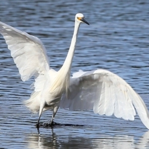 Egretta garzetta at Burrill Lake, NSW - 2 May 2017 12:00 AM