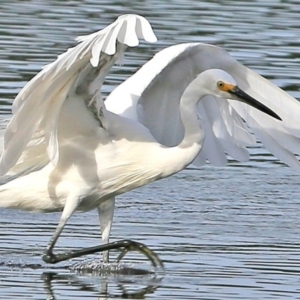 Egretta garzetta at Burrill Lake, NSW - 2 May 2017