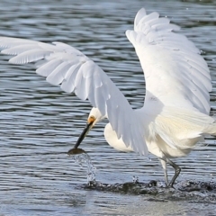 Egretta garzetta at Burrill Lake, NSW - 2 May 2017 12:00 AM