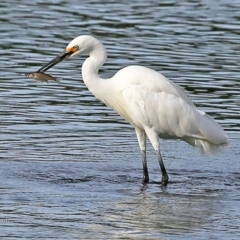 Egretta garzetta at Burrill Lake, NSW - 2 May 2017 12:00 AM