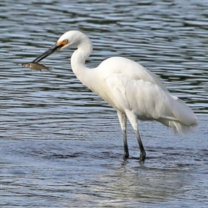 Egretta garzetta at Burrill Lake, NSW - 2 May 2017 12:00 AM