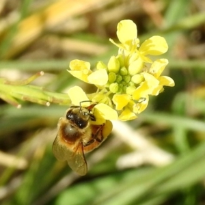 Apis mellifera at Fyshwick, ACT - 29 May 2018 12:50 PM