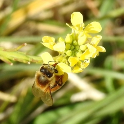 Apis mellifera (European honey bee) at Jerrabomberra Wetlands - 29 May 2018 by RodDeb