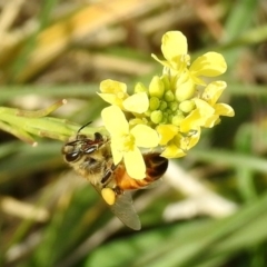 Apis mellifera at Fyshwick, ACT - 29 May 2018 12:50 PM