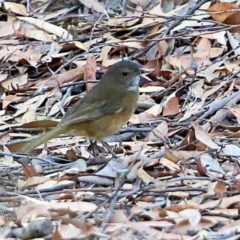 Pachycephala olivacea (Olive Whistler) at Morton National Park - 4 May 2017 by CharlesDove