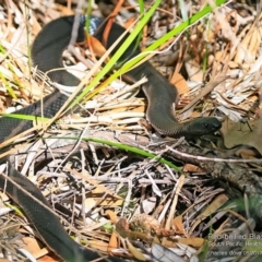 Pseudechis porphyriacus (Red-bellied Black Snake) at South Pacific Heathland Reserve - 1 May 2017 by CharlesDove