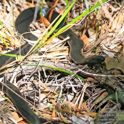 Pseudechis porphyriacus (Red-bellied Black Snake) at South Pacific Heathland Reserve - 30 Apr 2017 by Charles Dove