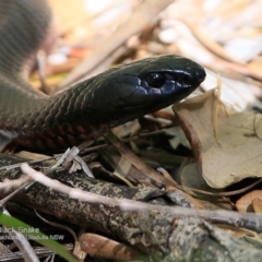 Pseudechis porphyriacus at South Pacific Heathland Reserve - 1 May 2017 12:00 AM