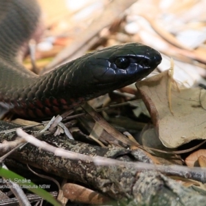 Pseudechis porphyriacus at South Pacific Heathland Reserve - 1 May 2017 12:00 AM