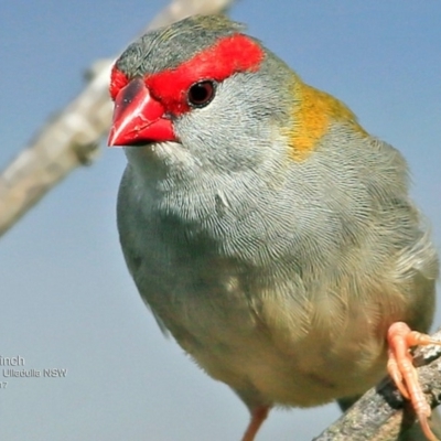 Neochmia temporalis (Red-browed Finch) at One Track For All - 6 May 2017 by CharlesDove