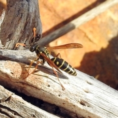 Polistes (Polistes) chinensis (Asian paper wasp) at Jerrabomberra Wetlands - 29 May 2018 by RodDeb