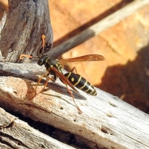 Polistes (Polistes) chinensis at Fyshwick, ACT - 29 May 2018