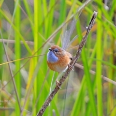 Stipiturus malachurus (Southern Emu-wren) at Garrads Reserve Narrawallee - 3 May 2017 by CharlesDove