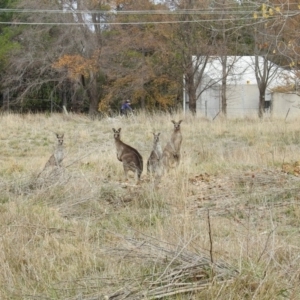 Macropus giganteus at Fyshwick, ACT - 29 May 2018 12:18 PM