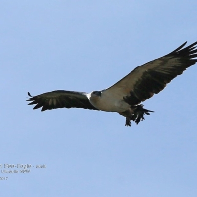 Haliaeetus leucogaster (White-bellied Sea-Eagle) at South Pacific Heathland Reserve - 1 May 2017 by Charles Dove