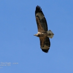 Haliaeetus leucogaster at South Pacific Heathland Reserve - 2 May 2017 12:00 AM