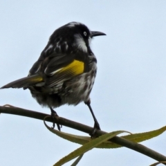 Phylidonyris novaehollandiae (New Holland Honeyeater) at Jerrabomberra Wetlands - 29 May 2018 by RodDeb