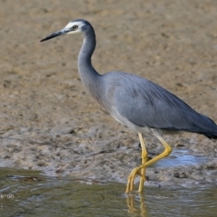 Egretta novaehollandiae (White-faced Heron) at Wairo Beach and Dolphin Point - 5 May 2017 by Charles Dove