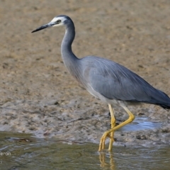 Egretta novaehollandiae (White-faced Heron) at Wairo Beach and Dolphin Point - 6 May 2017 by CharlesDove