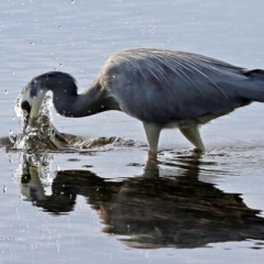 Egretta novaehollandiae at Burrill Lake, NSW - 6 May 2017 12:00 AM