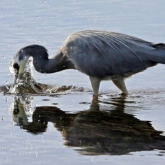 Egretta novaehollandiae at Burrill Lake, NSW - 6 May 2017