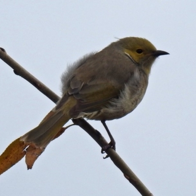 Ptilotula penicillata (White-plumed Honeyeater) at Jerrabomberra Wetlands - 29 May 2018 by RodDeb