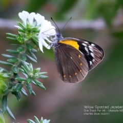 Delias nysa (Yellow-spotted Jezebel) at Ulladulla Reserves Bushcare - 2 May 2017 by Charles Dove