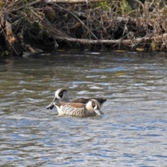 Malacorhynchus membranaceus (Pink-eared Duck) at Jerrabomberra Wetlands - 29 May 2018 by RodDeb