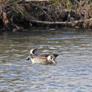 Malacorhynchus membranaceus at Fyshwick, ACT - 29 May 2018