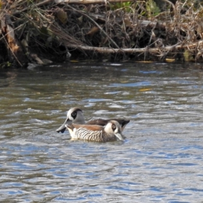 Malacorhynchus membranaceus (Pink-eared Duck) at Fyshwick, ACT - 29 May 2018 by RodDeb