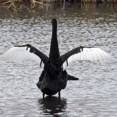 Cygnus atratus (Black Swan) at Jerrabomberra Wetlands - 29 May 2018 by RodDeb
