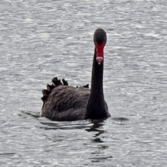 Cygnus atratus at Fyshwick, ACT - 29 May 2018