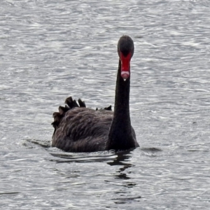 Cygnus atratus at Fyshwick, ACT - 29 May 2018