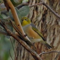 Zosterops lateralis (Silvereye) at Fyshwick, ACT - 29 May 2018 by RodDeb