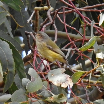 Smicrornis brevirostris (Weebill) at Jerrabomberra Wetlands - 29 May 2018 by RodDeb