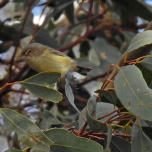 Smicrornis brevirostris at Fyshwick, ACT - 29 May 2018 12:55 PM