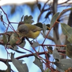 Smicrornis brevirostris at Fyshwick, ACT - 29 May 2018 12:55 PM