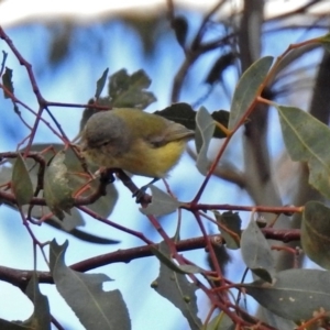 Smicrornis brevirostris at Fyshwick, ACT - 29 May 2018 12:55 PM