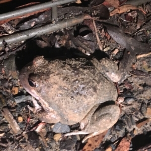 Limnodynastes dumerilii at Gundaroo, NSW - 29 May 2018