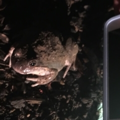 Limnodynastes dumerilii at Gundaroo, NSW - 29 May 2018