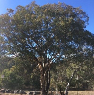 Eucalyptus polyanthemos (Red Box) at QPRC LGA - 16 May 2018 by alex_watt