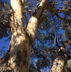 Eucalyptus polyanthemos at Googong, NSW - 16 May 2018