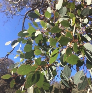 Eucalyptus polyanthemos at QPRC LGA - 16 May 2018 11:00 AM